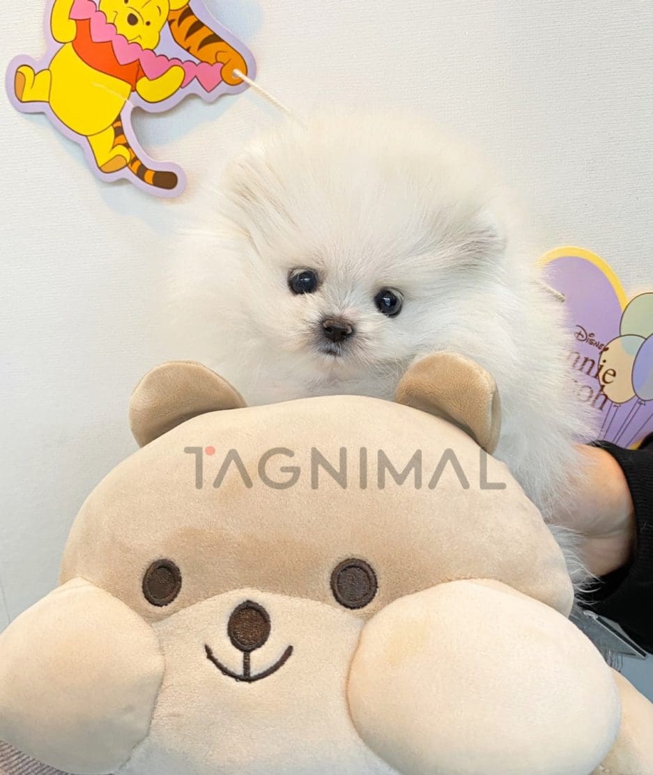 Pomeranian puppy for sale, dog for sale at Tagnimal 