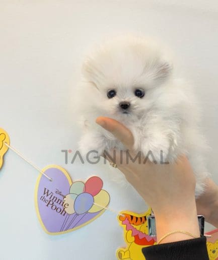 Pomeranian puppy for sale, dog for sale at Tagnimal 