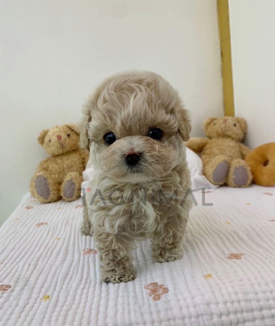 Maltipoo puppy for sale, dog for sale at Tagnimal 