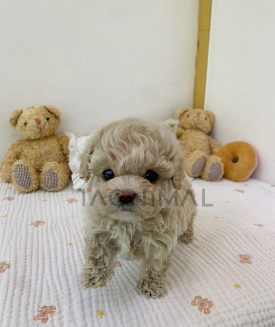 Maltipoo puppy for sale, dog for sale at Tagnimal 