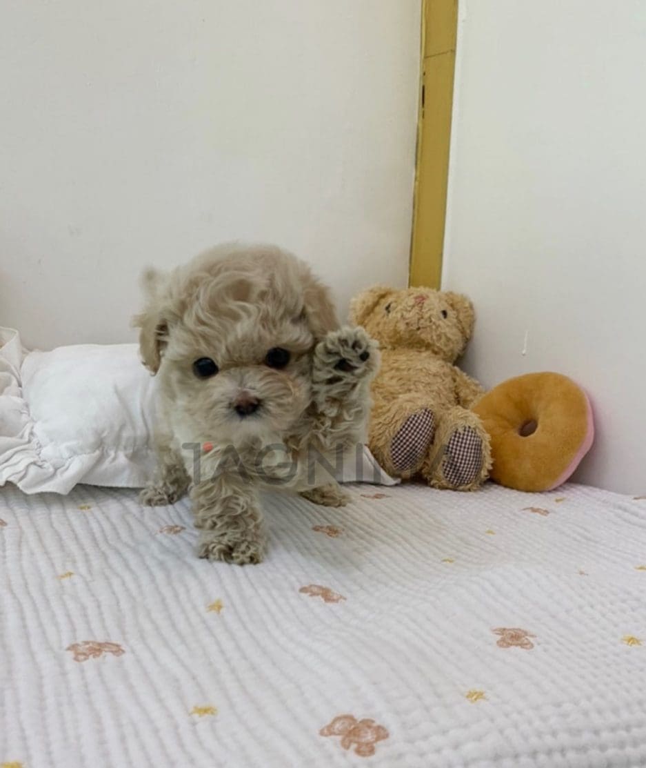 Maltipoo puppy for sale, dog for sale at Tagnimal 