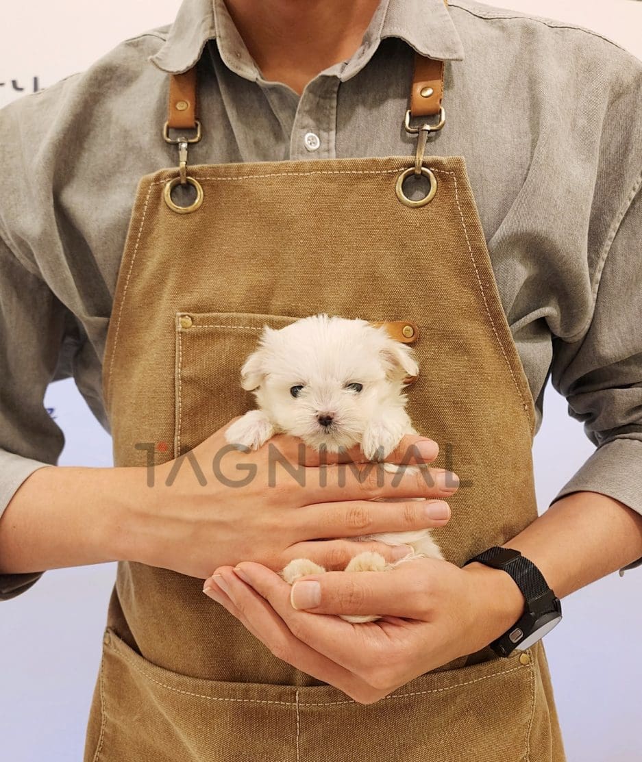 Maltese puppy for sale, dog for sale at Tagnimal