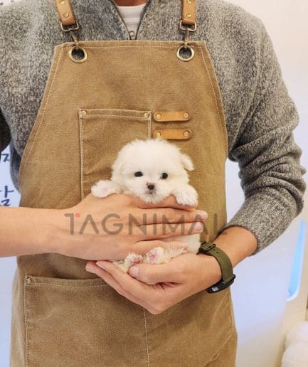 Maltese puppy for sale, dog for sale at Tagnimal