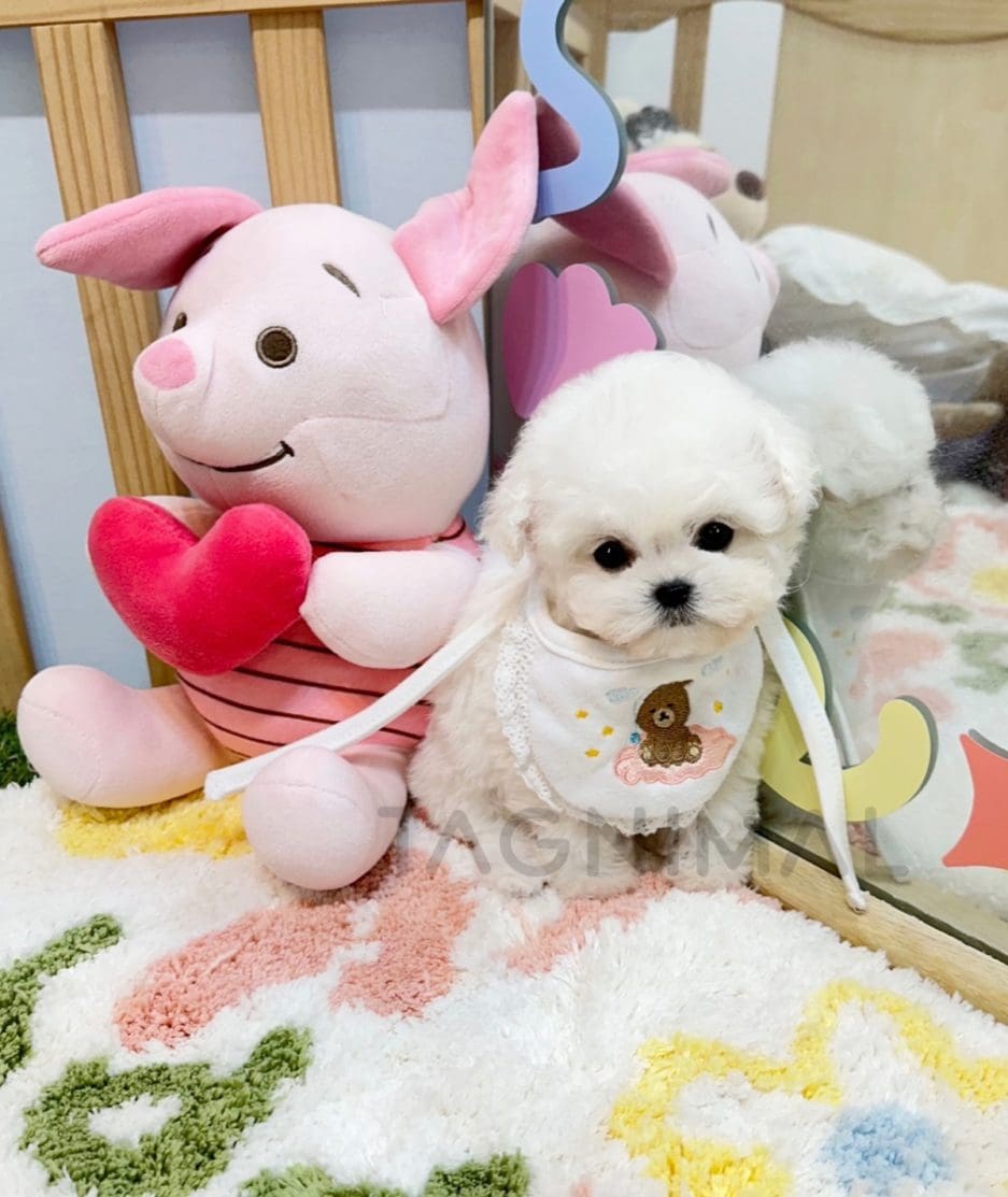 Bichon puppy for sale, dog for sale at Tagnimal 