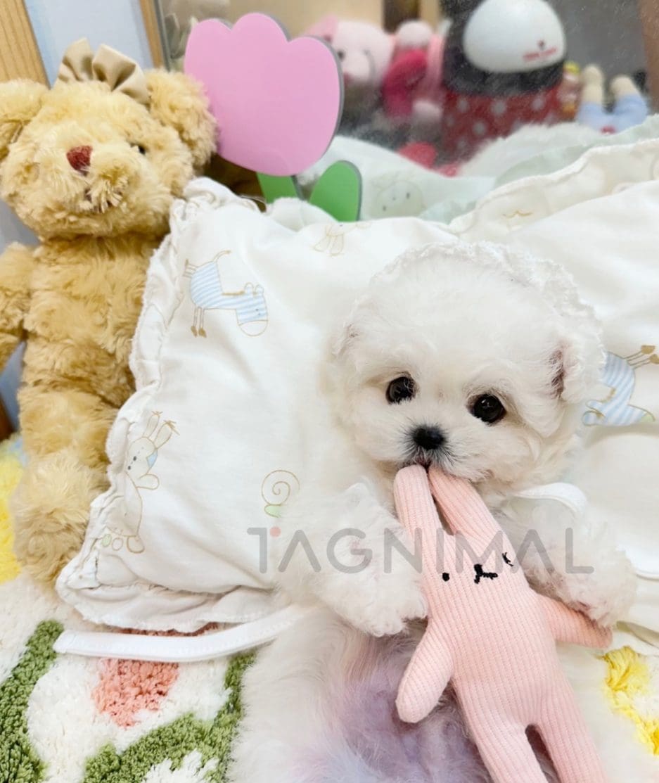 Bichon puppy for sale, dog for sale at Tagnimal 