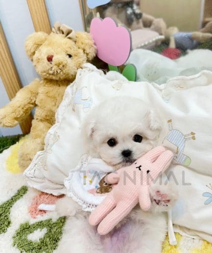 Bichon puppy for sale, dog for sale at Tagnimal 