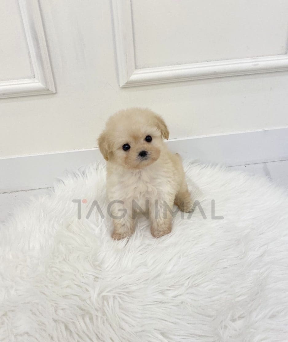 Maltipoo puppy for sale, dog for sale at Tagnimal 