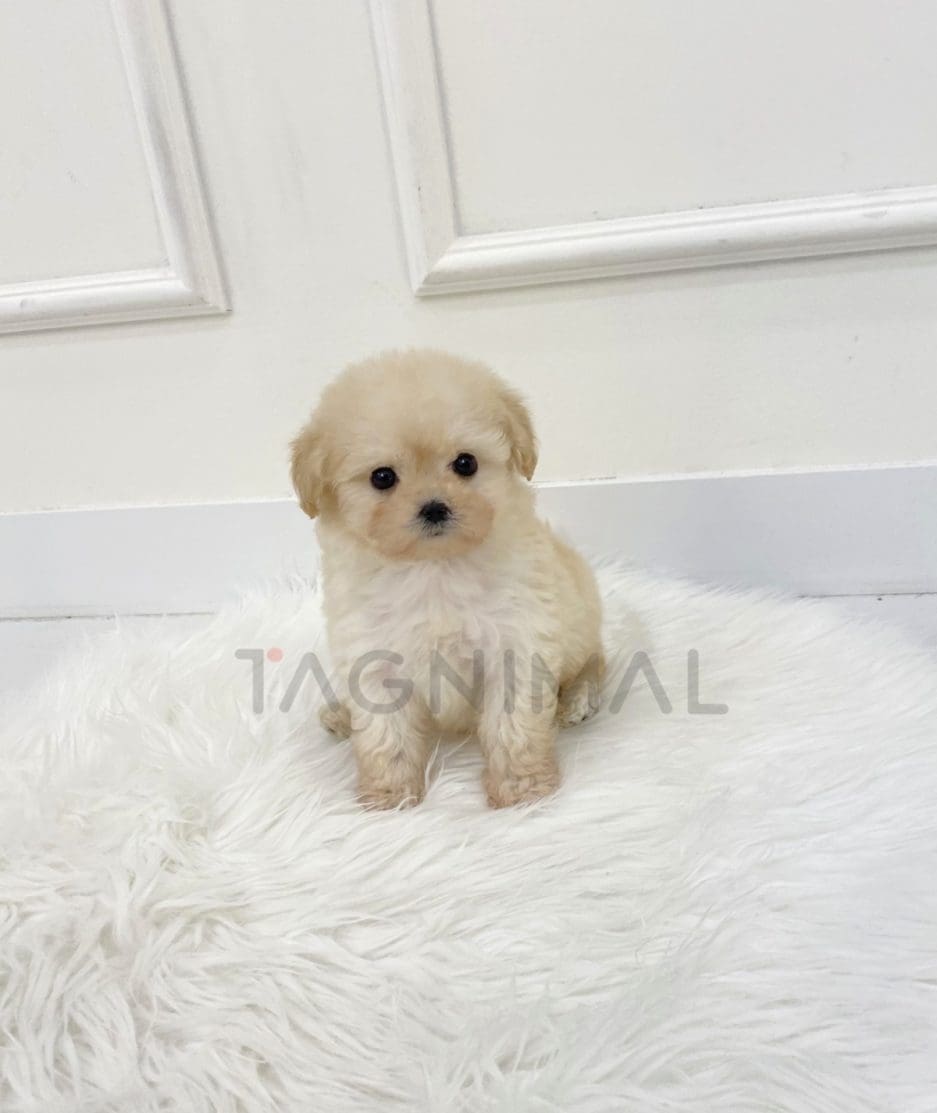 Maltipoo puppy for sale, dog for sale at Tagnimal 