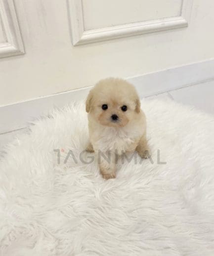 Maltipoo puppy for sale, dog for sale at Tagnimal 