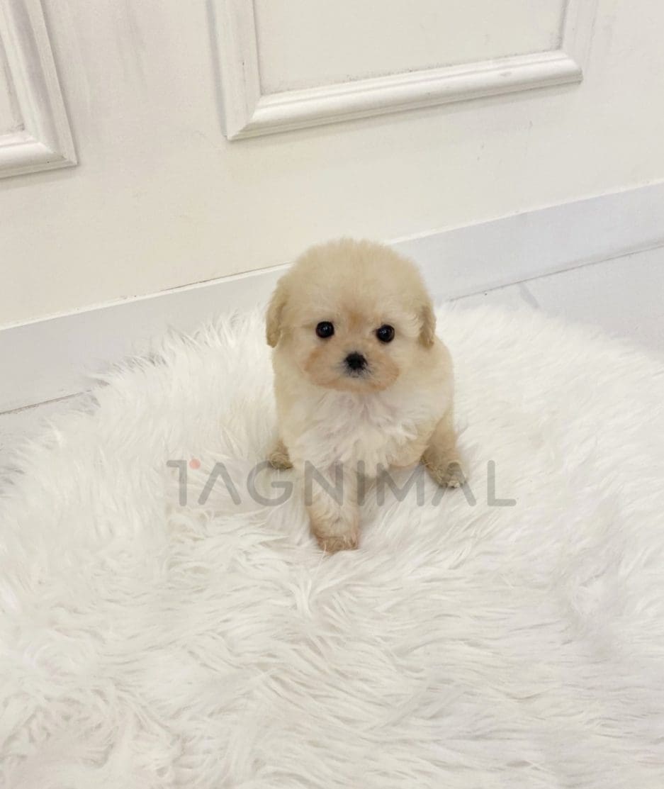 Maltipoo puppy for sale, dog for sale at Tagnimal 