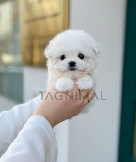 Bichon puppy for sale, dog for sale at Tagnimal