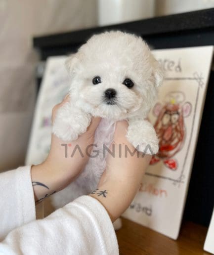 Bichon puppy for sale, dog for sale at Tagnimal