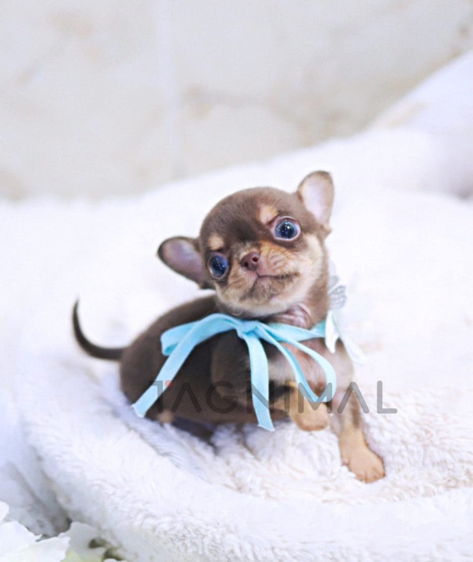 Chihuahua puppy for sale, dog for sale at Tagnimal 