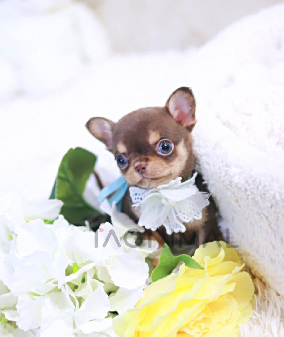 Chihuahua puppy for sale, dog for sale at Tagnimal 