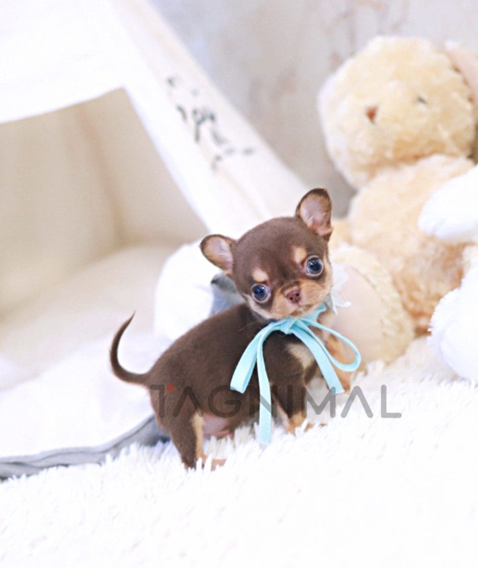 Chihuahua puppy for sale, dog for sale at Tagnimal 