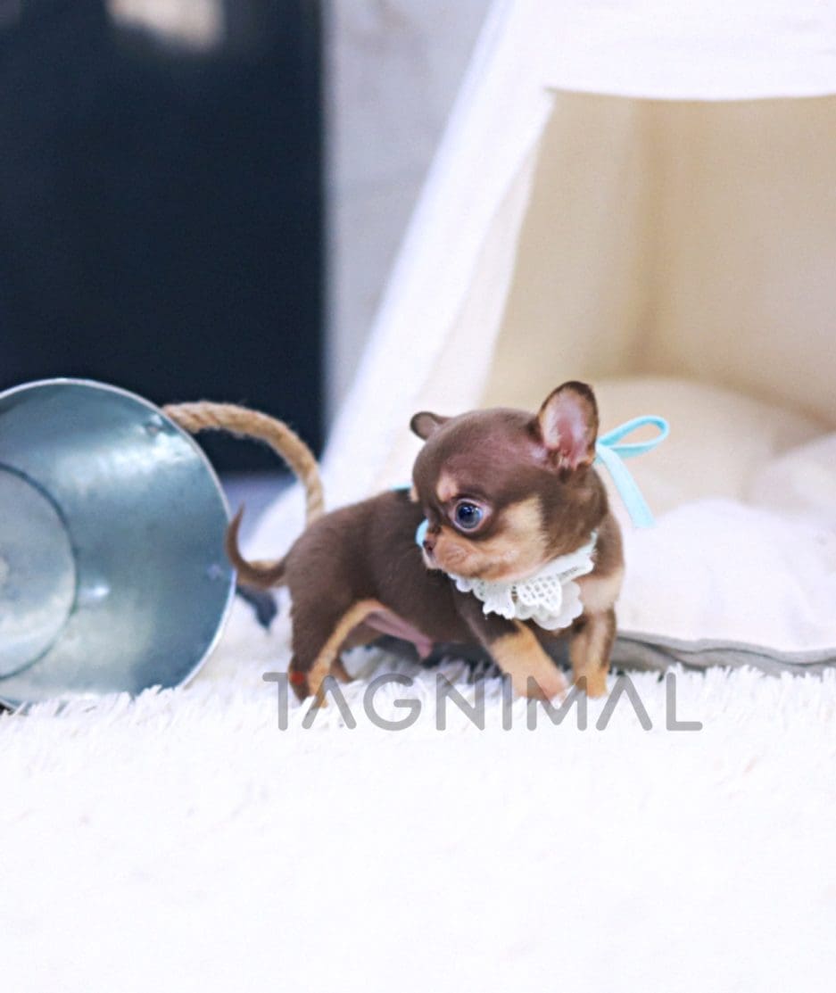 Chihuahua puppy for sale, dog for sale at Tagnimal 