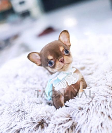 Chihuahua puppy for sale, dog for sale at Tagnimal 