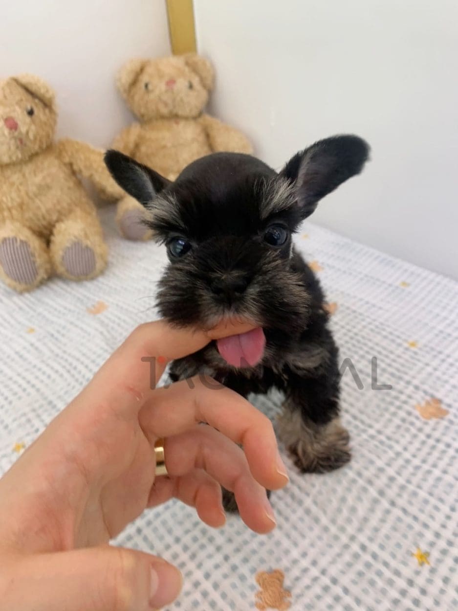 Schnauzer puppy for sale, dog for sale at Tagnimal 