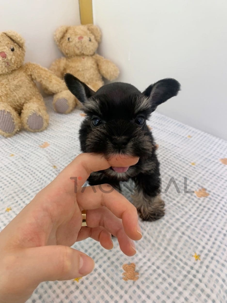 Schnauzer puppy for sale, dog for sale at Tagnimal 