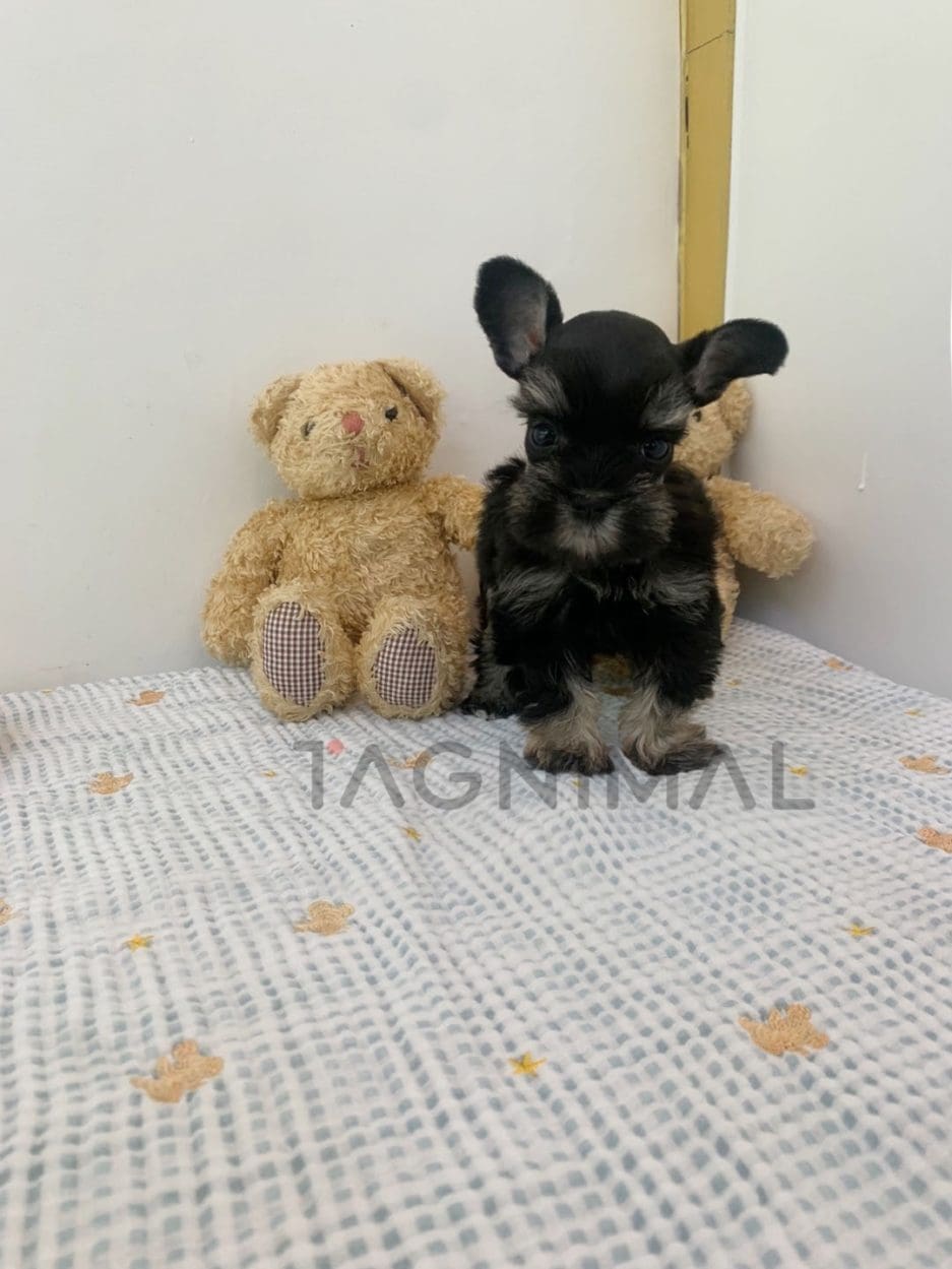 Schnauzer puppy for sale, dog for sale at Tagnimal 