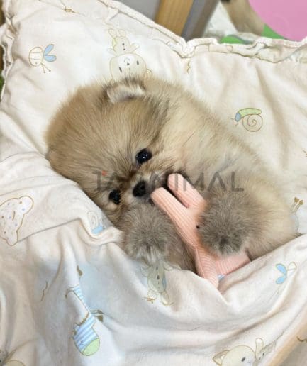 Pomeranian puppy for sale, dog for sale at Tagnimal 