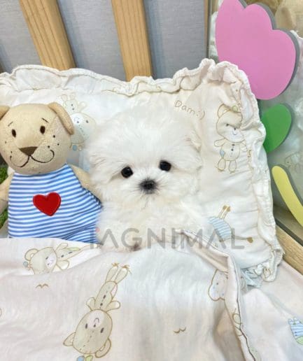 Maltese puppy for sale, dog for sale at Tagnimal 