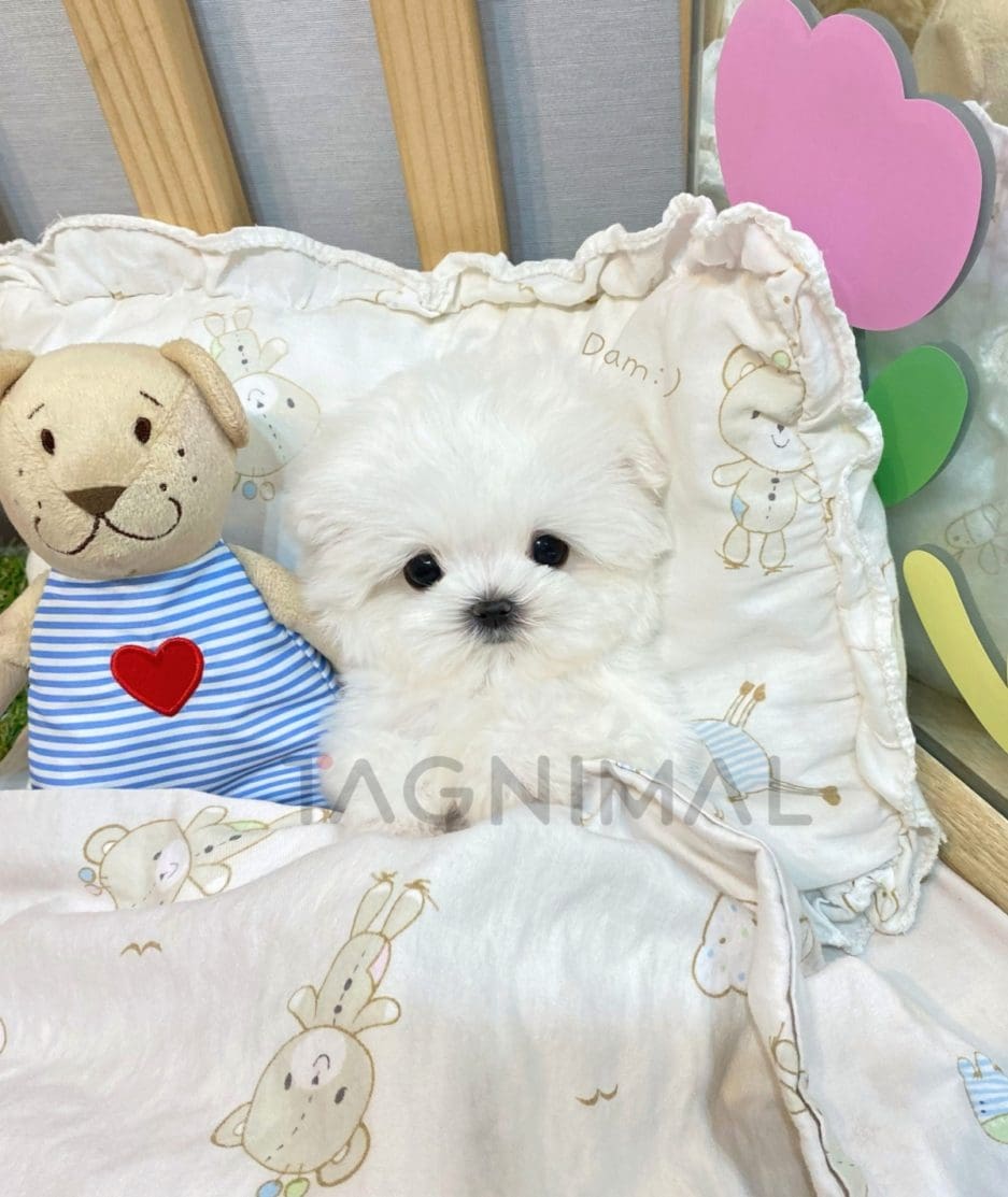 Maltese puppy for sale, dog for sale at Tagnimal 