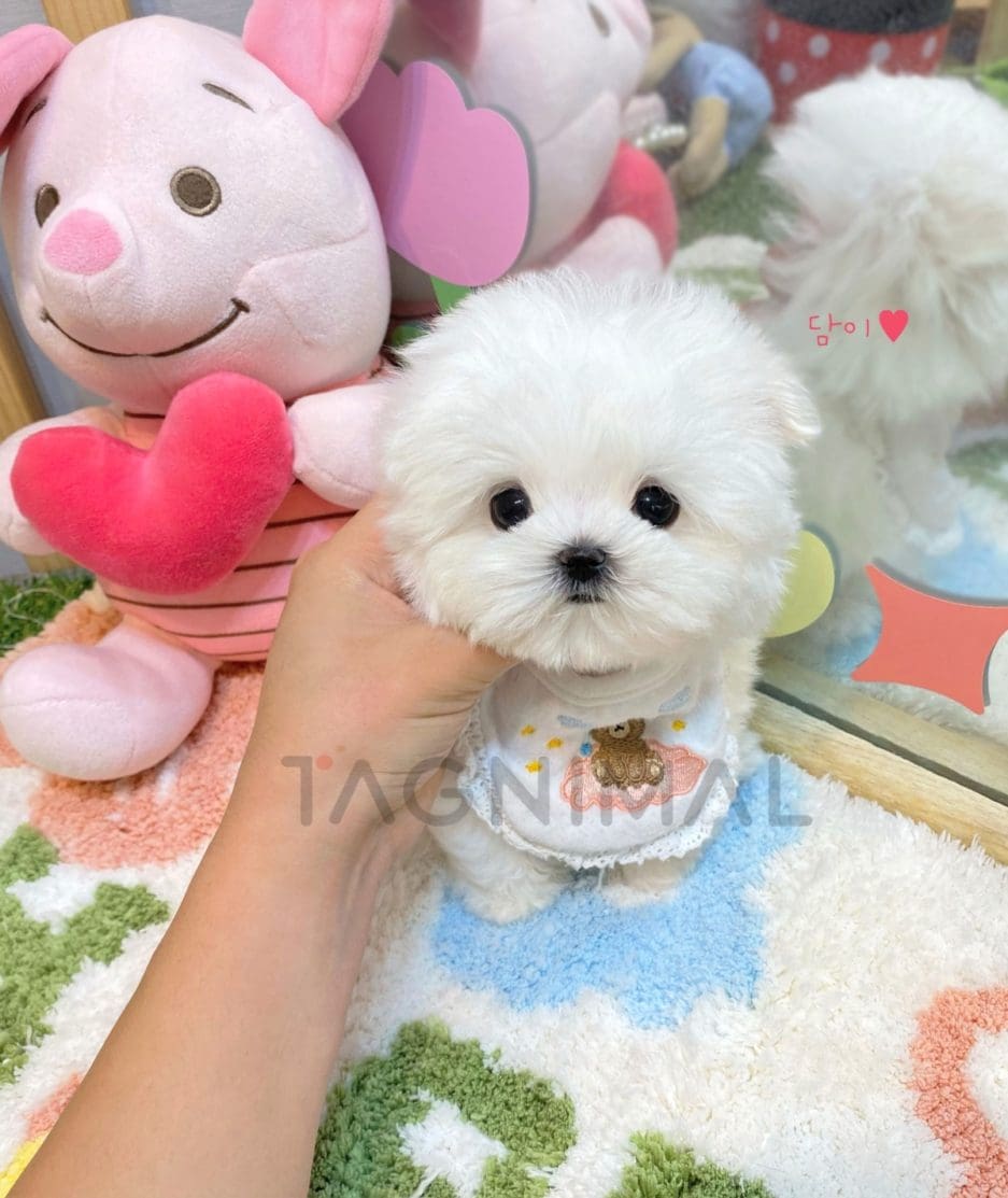 Maltese puppy for sale, dog for sale at Tagnimal 