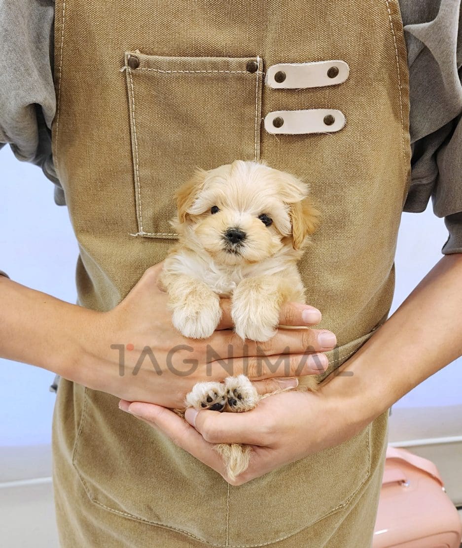 Maltipoo puppy for sale, dog for sale at Tagnimal 