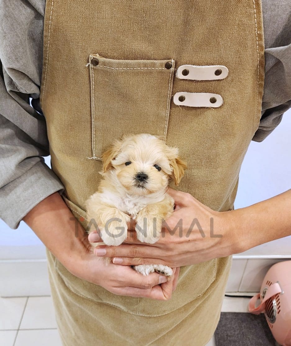 Maltipoo puppy for sale, dog for sale at Tagnimal 