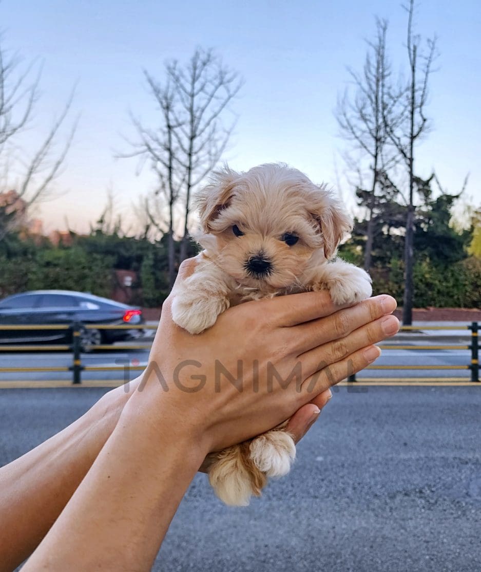 Maltipoo puppy for sale, dog for sale at Tagnimal 