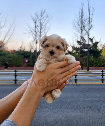 Maltipoo puppy for sale, dog for sale at Tagnimal 