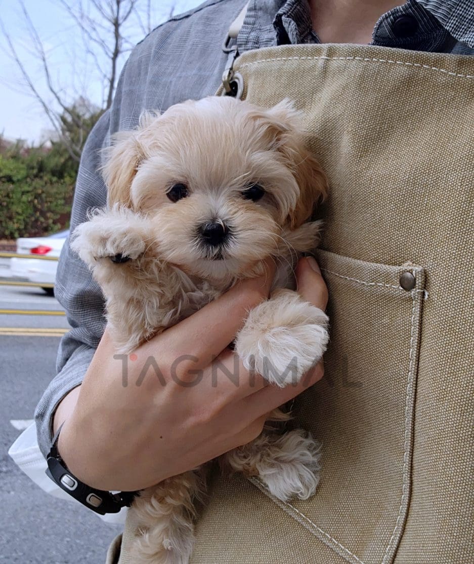 Maltipoo puppy for sale, dog for sale at Tagnimal 