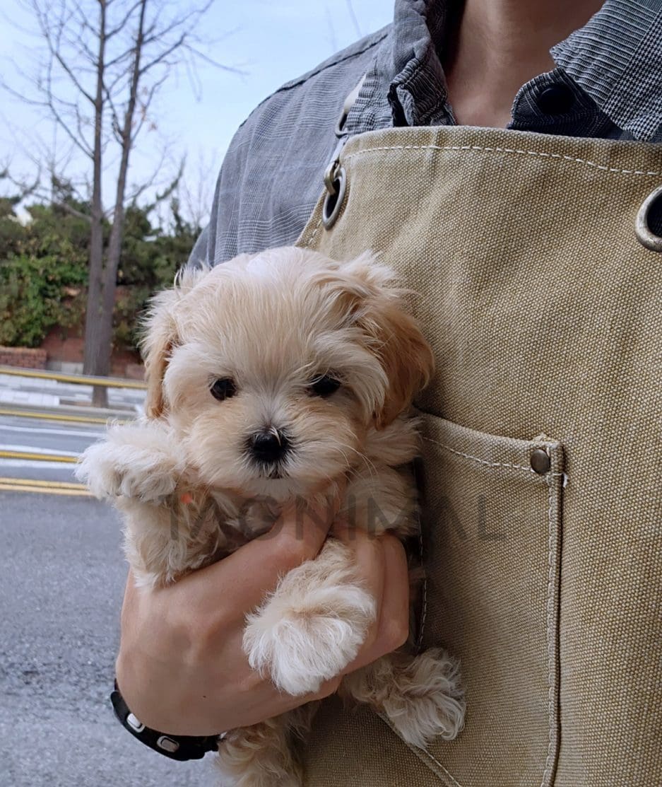 Maltipoo puppy for sale, dog for sale at Tagnimal 