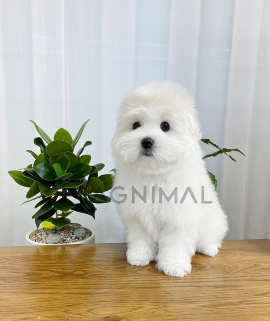 Coton de Tulear puppy for sale, dog for sale at Tagnimal 