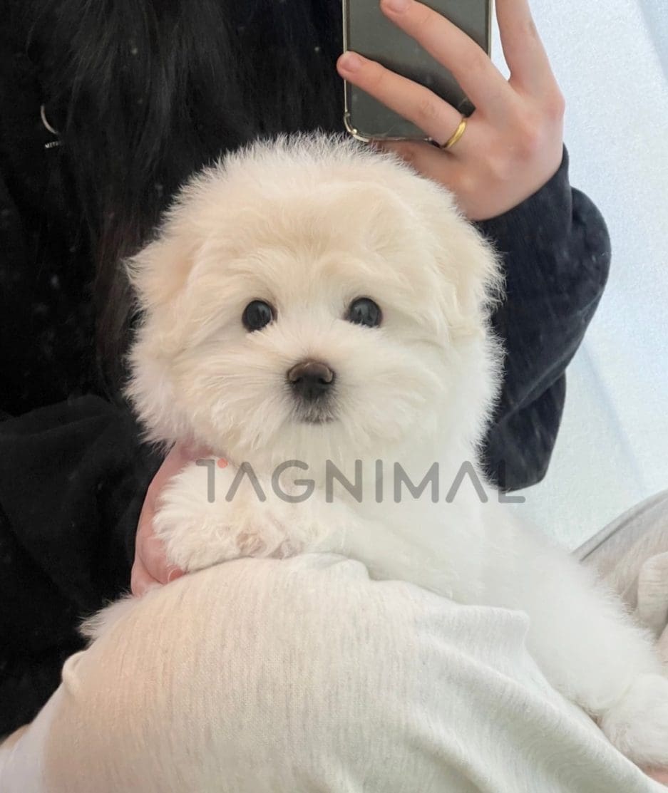 Coton de Tulear puppy for sale, dog for sale at Tagnimal 