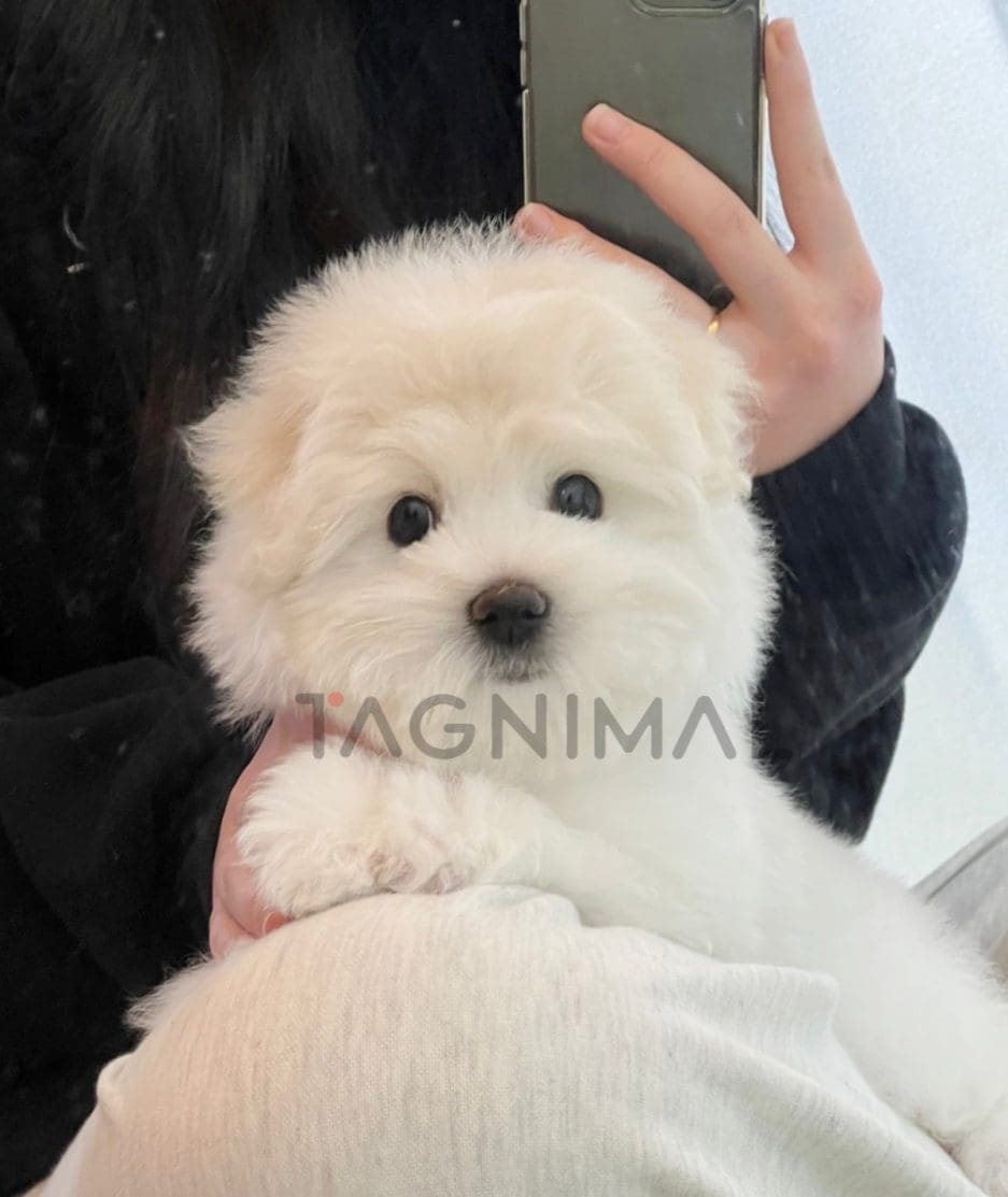 Coton de Tulear puppy for sale, dog for sale at Tagnimal 