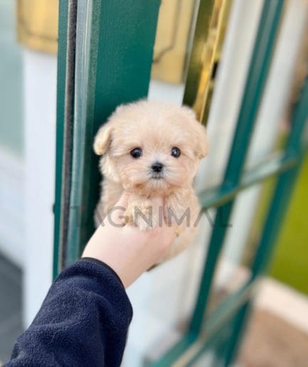 Maltipoo puppy for sale, dog for sale at Tagnimal