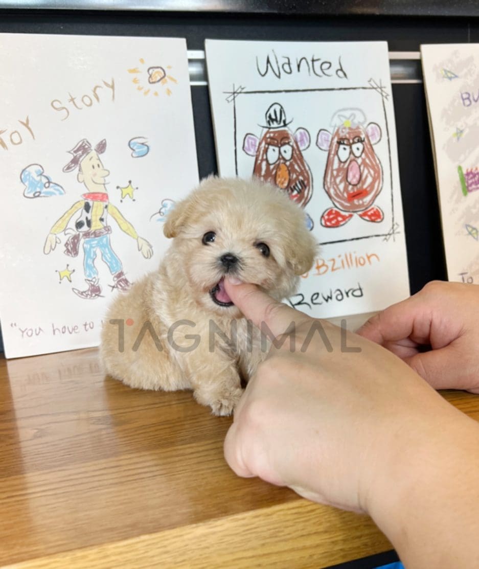 Maltipoo puppy for sale, dog for sale at Tagnimal