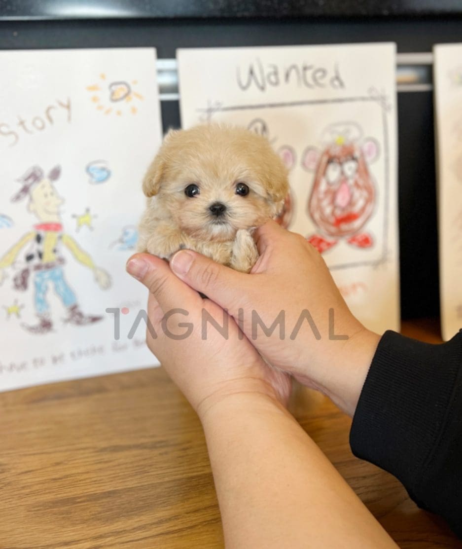 Maltipoo puppy for sale, dog for sale at Tagnimal