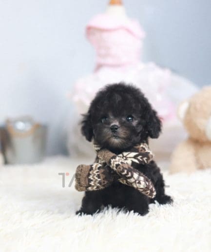 Poodle puppy for sale, dog for sale at Tagnimal 