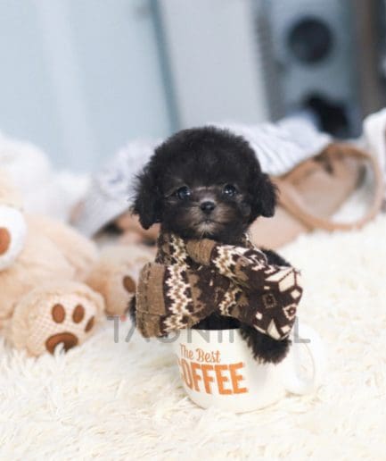 Poodle puppy for sale, dog for sale at Tagnimal 