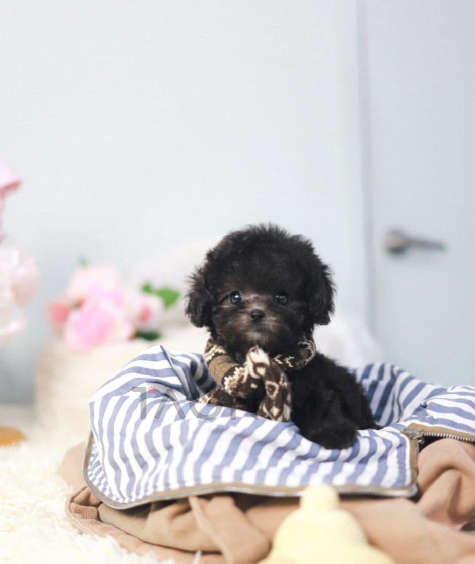 Poodle puppy for sale, dog for sale at Tagnimal 