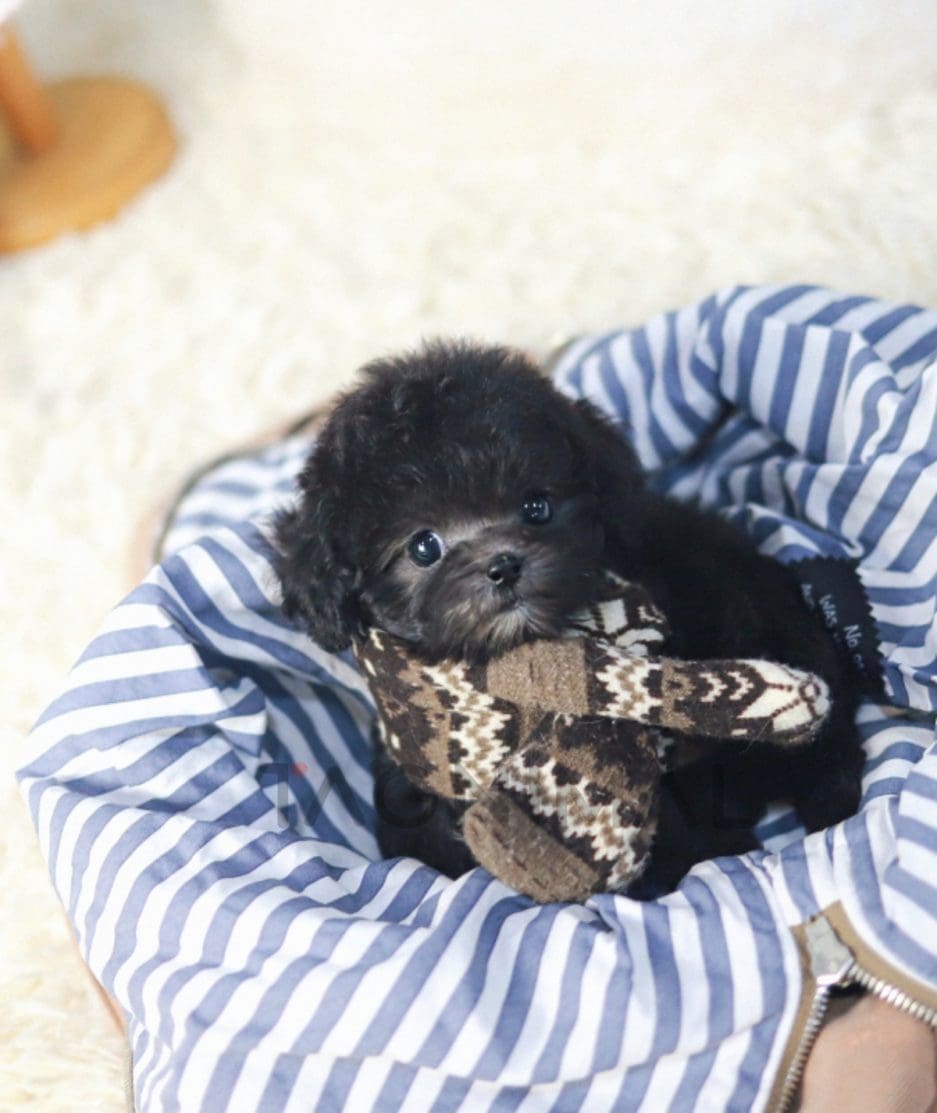 Poodle puppy for sale, dog for sale at Tagnimal 