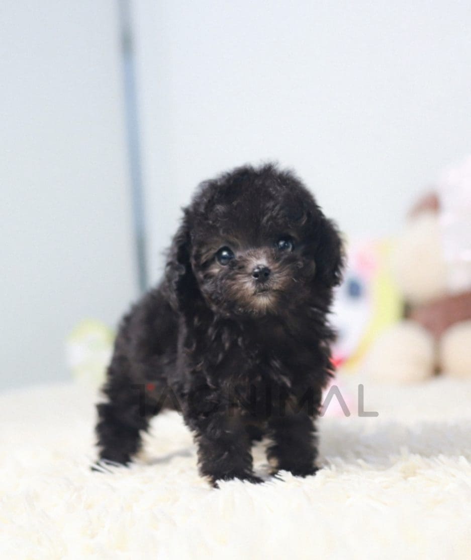 Poodle puppy for sale, dog for sale at Tagnimal 