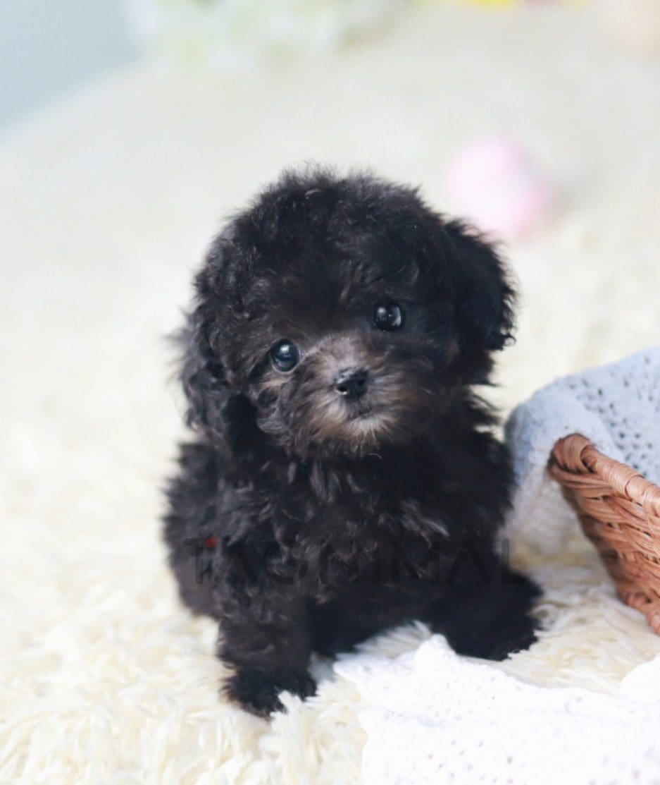 Poodle puppy for sale, dog for sale at Tagnimal 