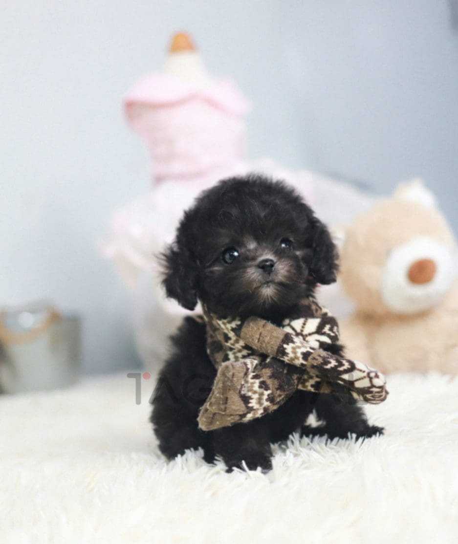 Poodle puppy for sale, dog for sale at Tagnimal 