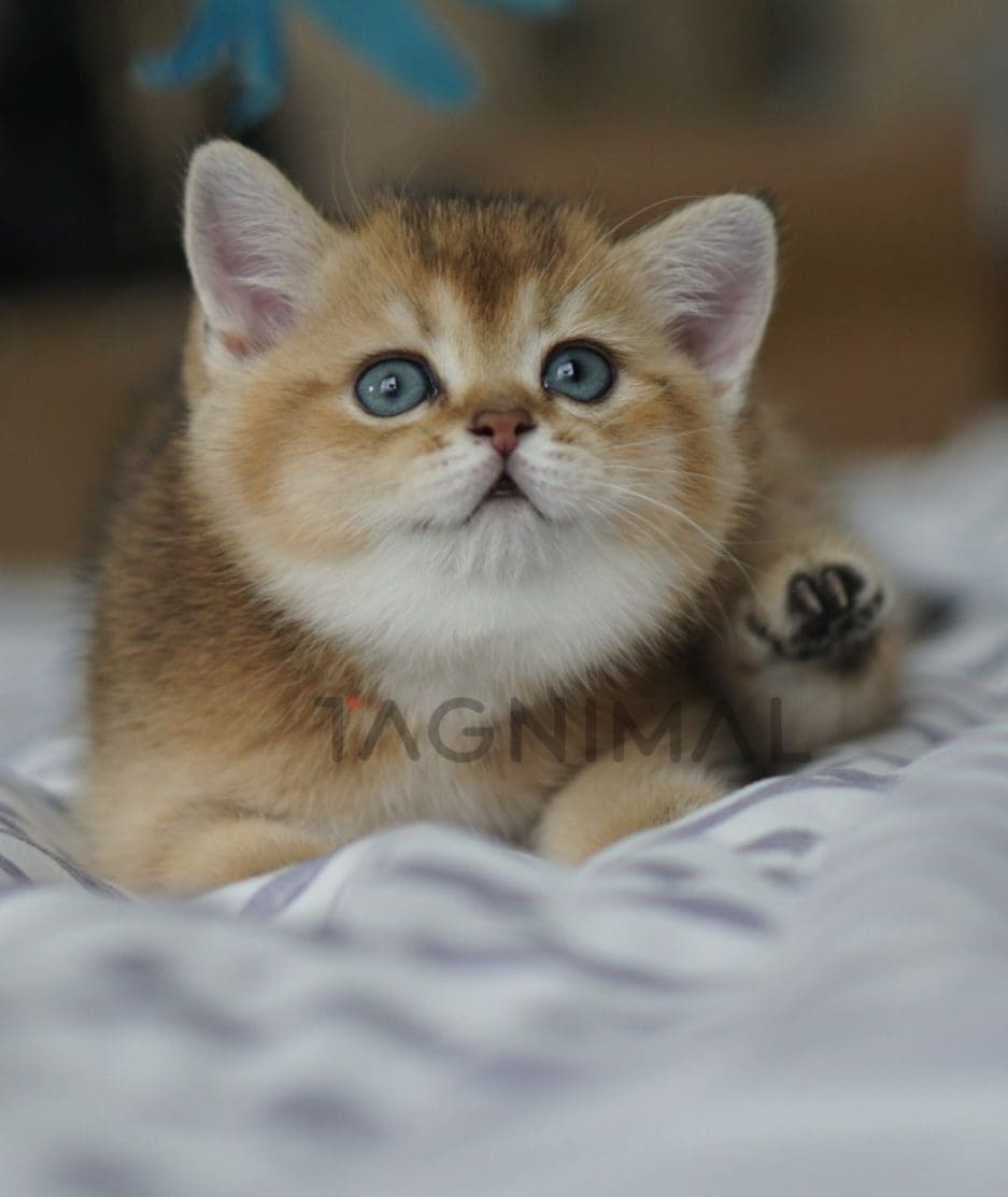 British Shorthair kitten for sale, cat for sale at Tagnimal