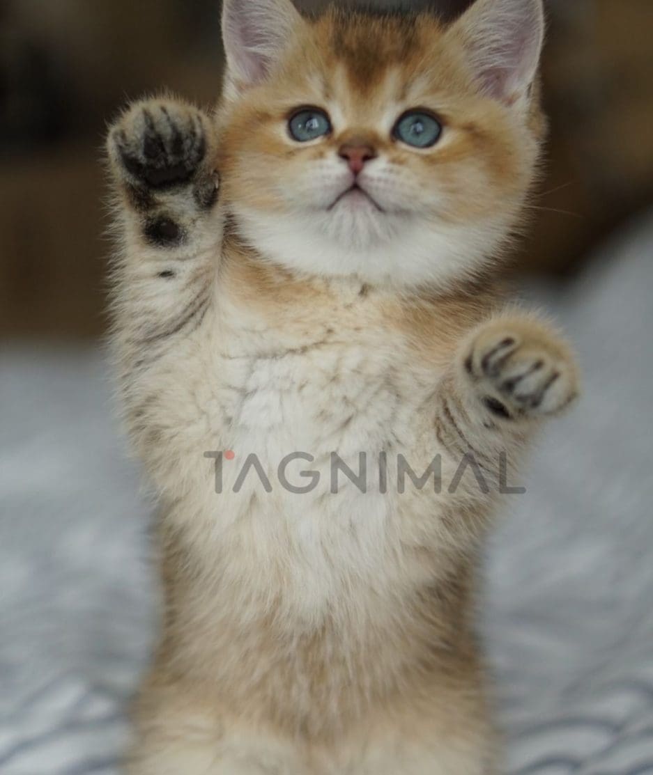 British Shorthair kitten for sale, cat for sale at Tagnimal