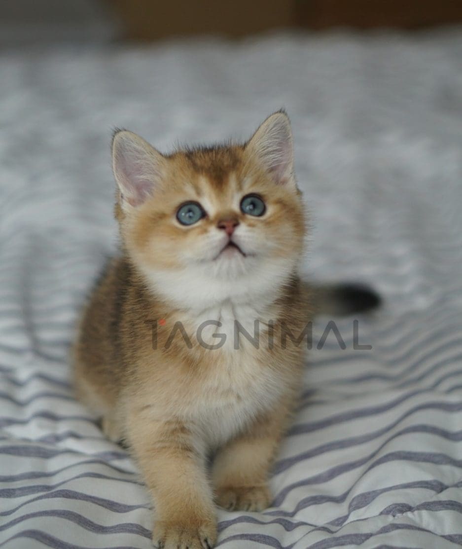 British Shorthair kitten for sale, cat for sale at Tagnimal